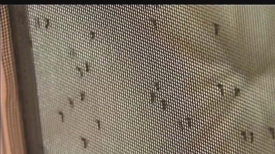 Multiple malaria cases reported in Sarasota